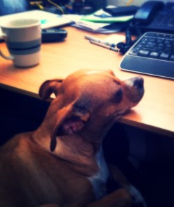 8938852b-37b5-4bbd-a346-5b1733bde1c2_zpsas6zce5j