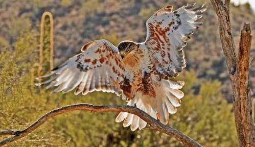 Arizona-Sonoran-Desert-Museum-Bird