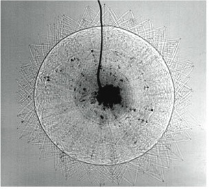 bulletreflectecshock