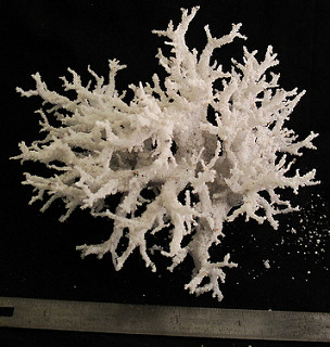 4588704026_4dec45185e_n